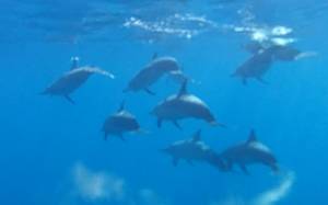 les dauphins sous l'eau